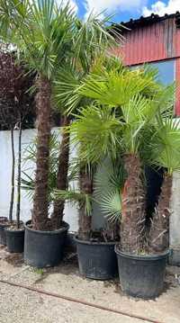 Palmieri Fortunei Trachycarpus