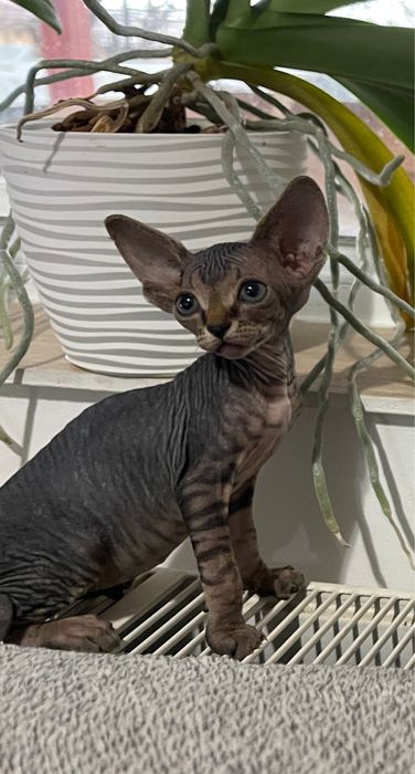 Pui sphinx canadian