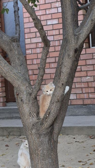 Мушуклар бор, озингиз уйдан келиб олиб кетасиз.