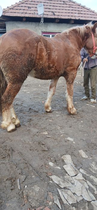 Vând sau schimb cu junici manz de 2 ani castrat fără defecte