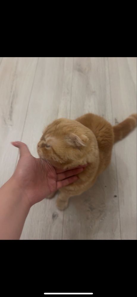 Кошка продается вислоухая кошка