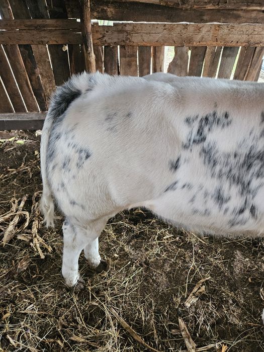 Vitel albastru belgian