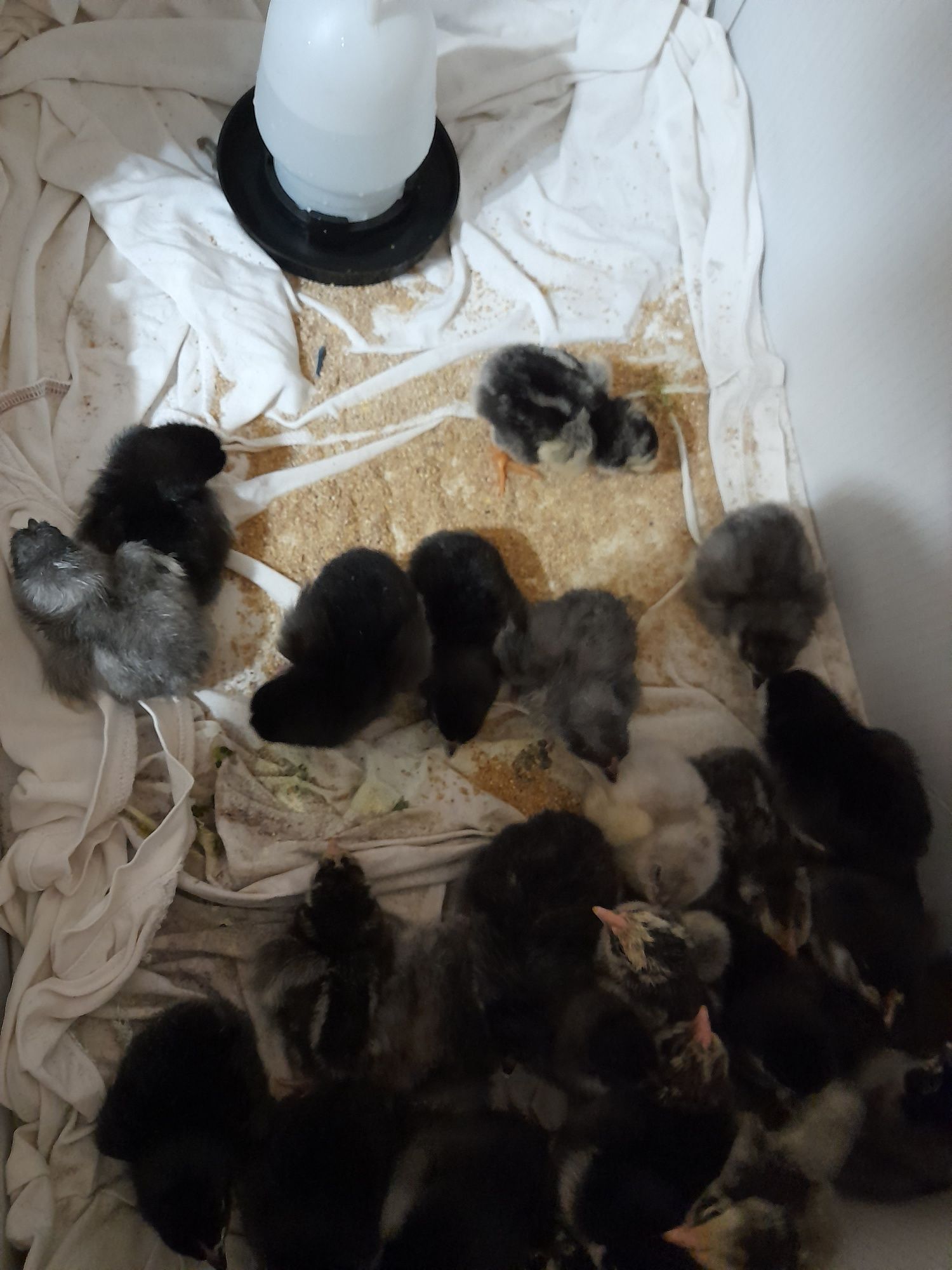 Vând ouă și pui din rasele de gaini Australorp Albastru si Negru,