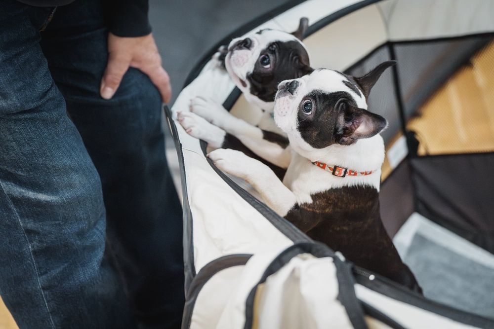 Boston terrier кученца