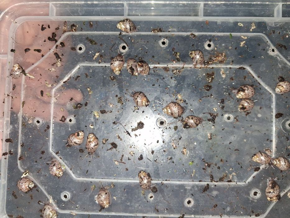 Aktiv ulitkalar. Ishonchli