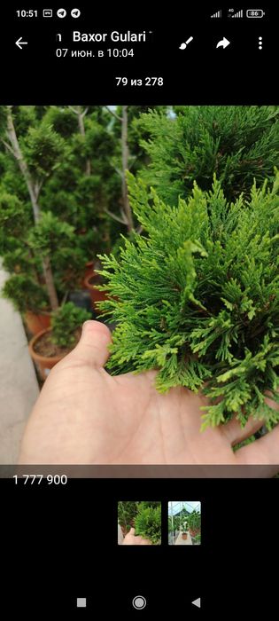 Садовник богбон  archa ekish50000