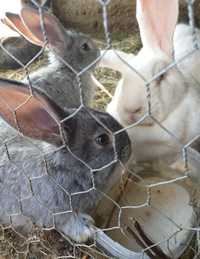 Afacere cu iepuri de diferite rase mărimi și culori