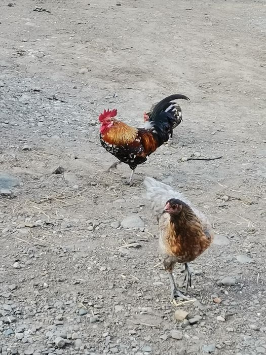 Găini pitice mii de culori