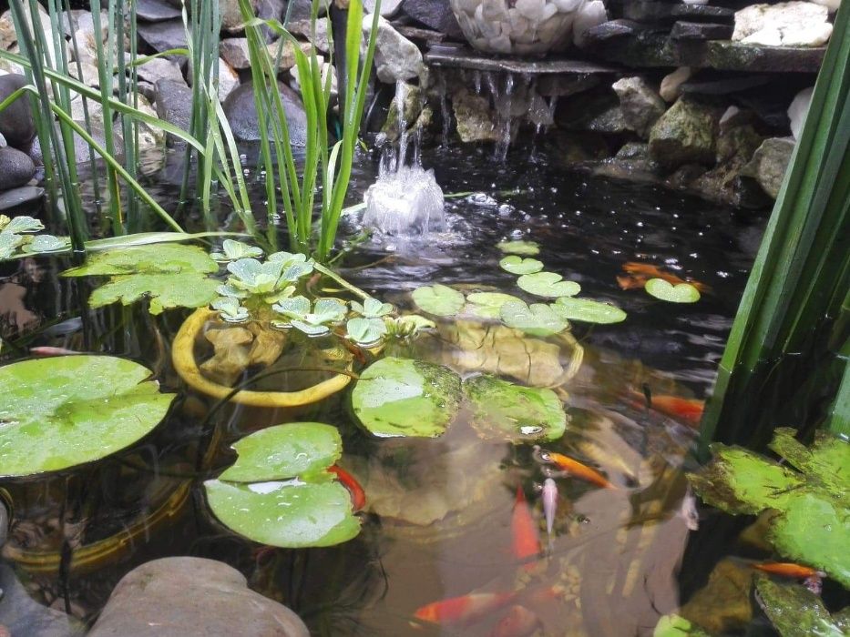 Pesti de Iaz coi  carași