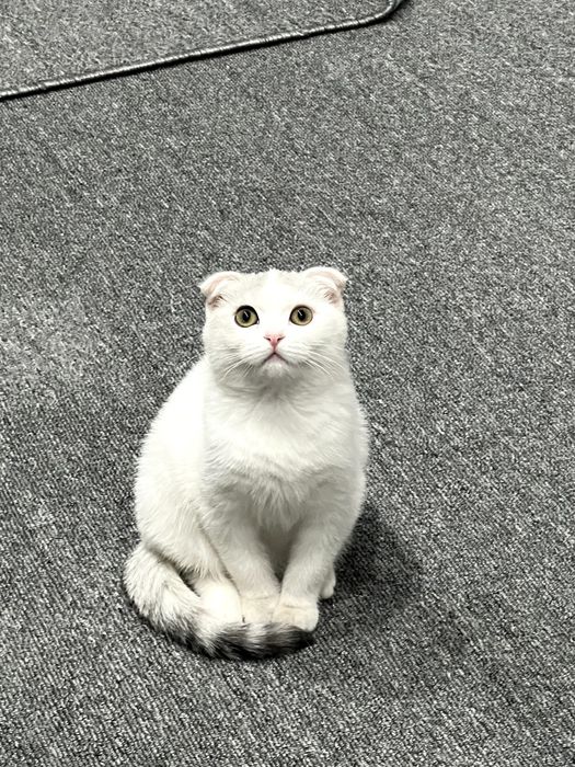 Взрослая кошка .