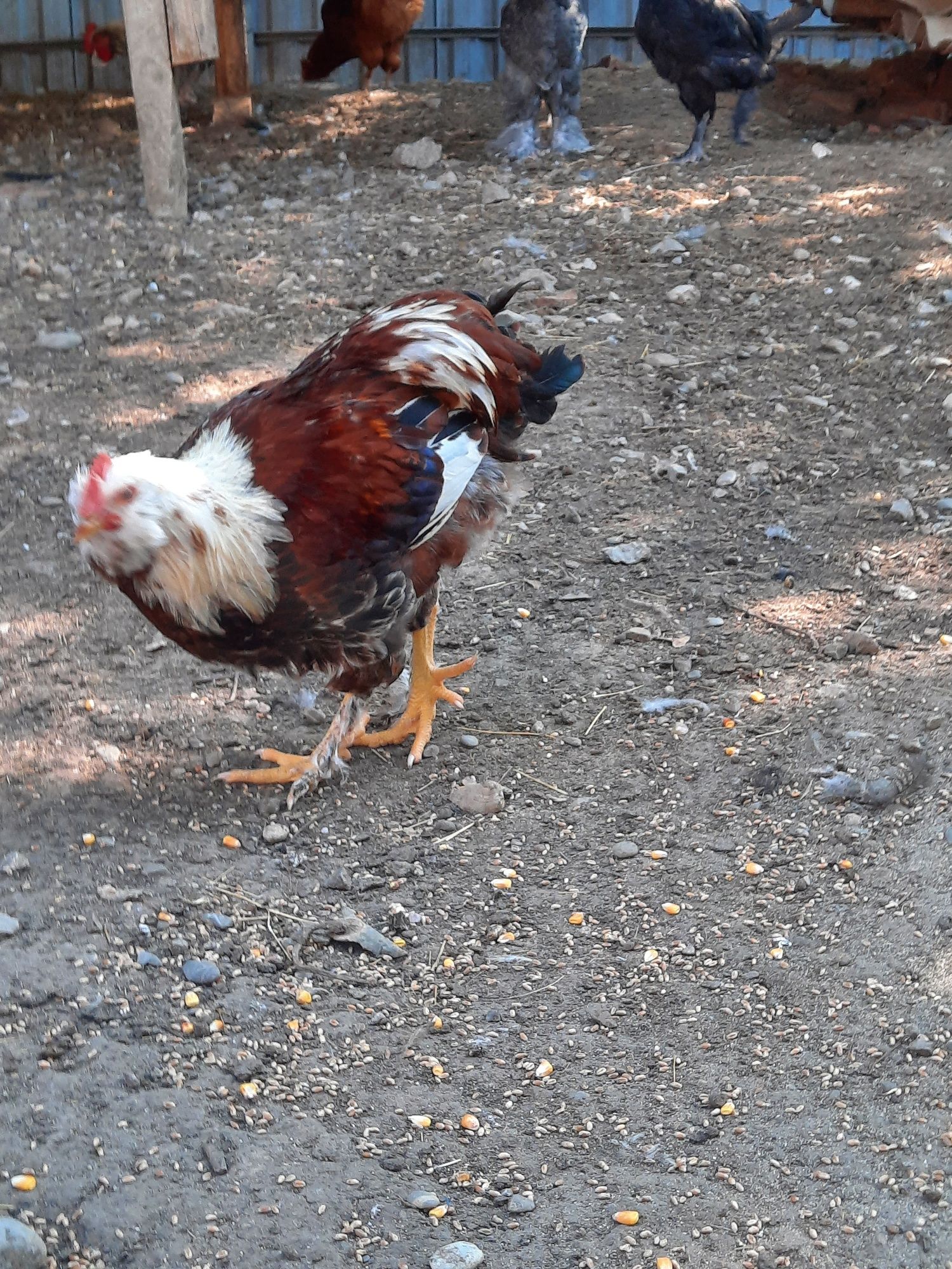 Păsări de vânzare.