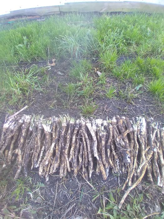 Продаю корни хрена