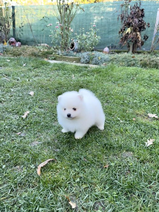 Померан мини момче. Померанче