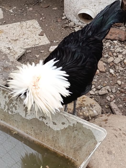 Cocos moțat olandez