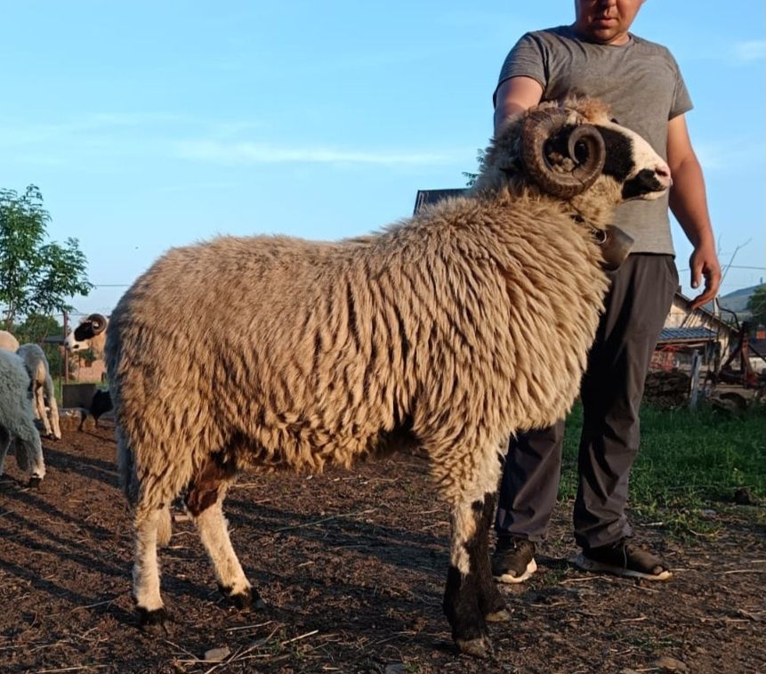 Berbec breaz cu nasu alb schimb Noateni/Miori/carlani
