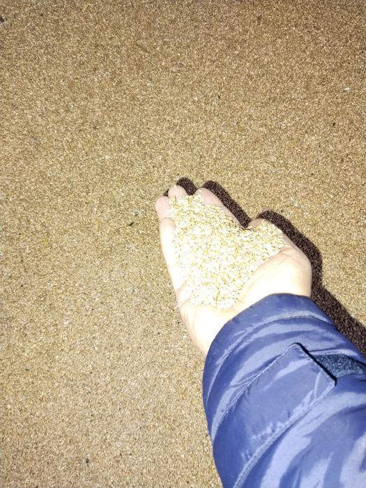 Продается пшеница. Бидай сатылады.