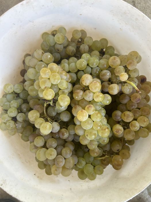Muscat si Traminer