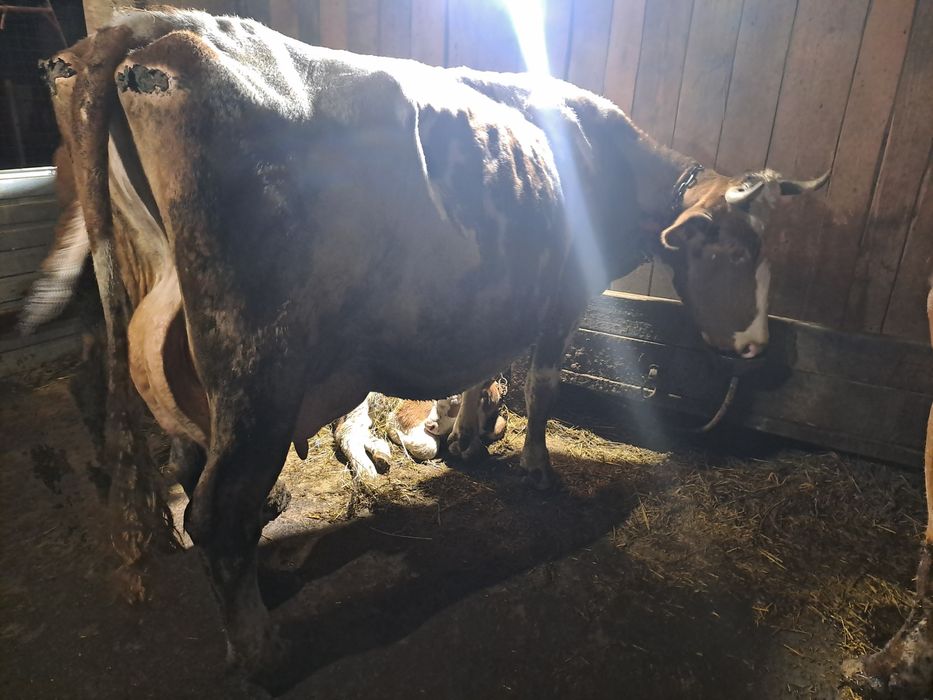 Vând vacă vând vacă