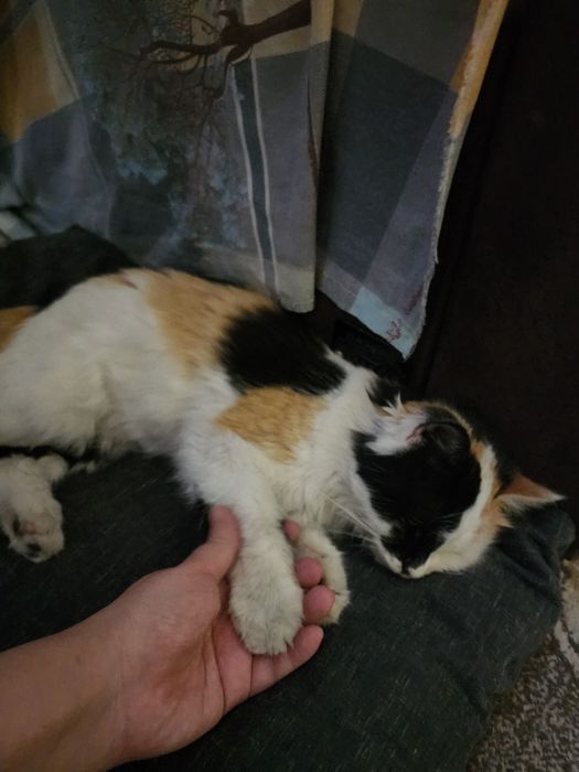 Xadiyaga qiz bola mushuk aqilli gapka chunadi