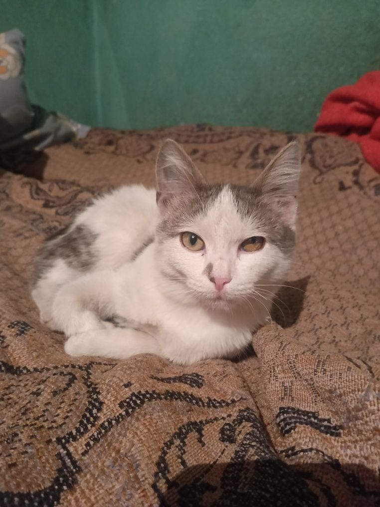 Кошечка красавица