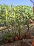 Vând floare Yucca