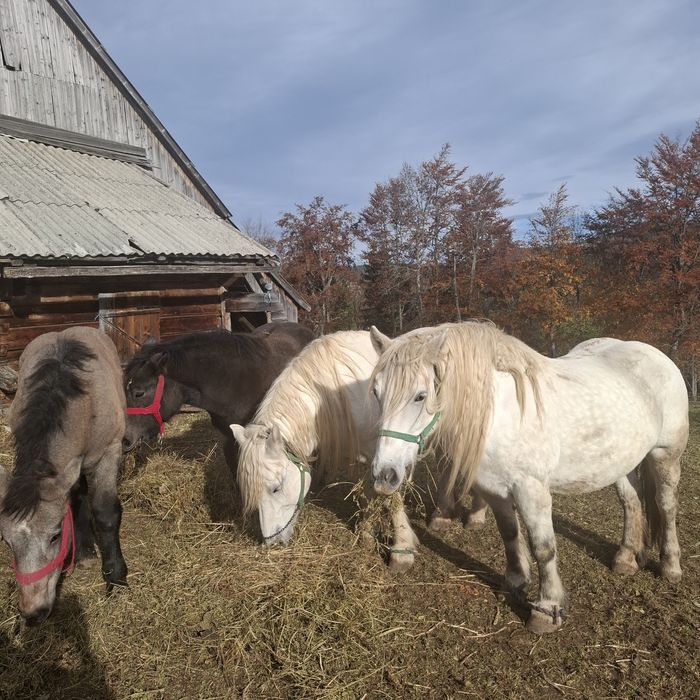 Vând 2 manze cu acte in regula