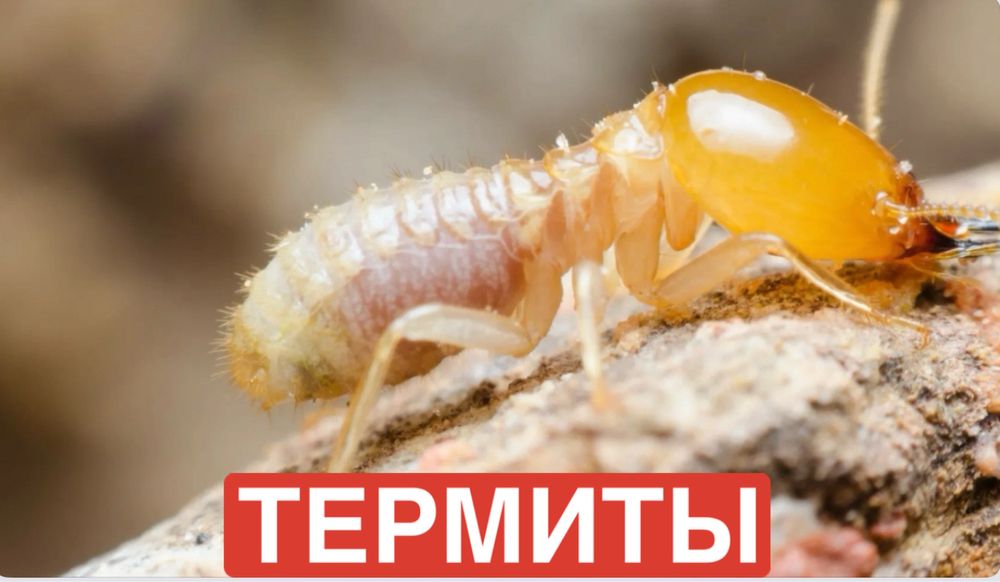 Обпаботка клопы, тараканы, термиты