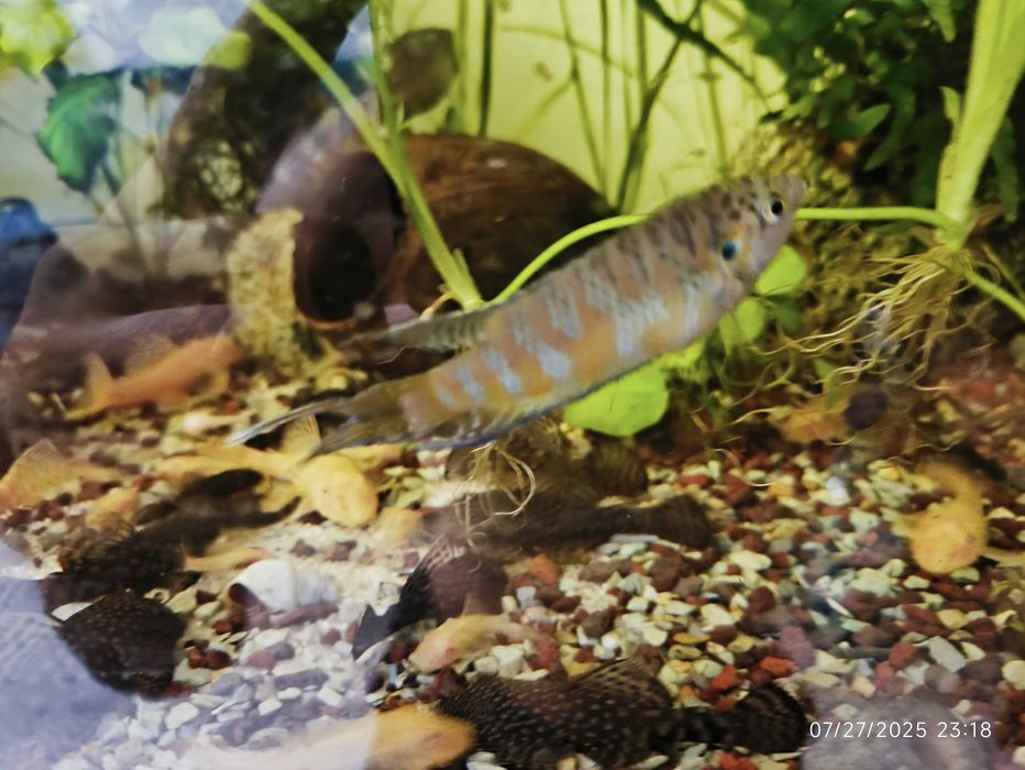 Acvariu 200l +capac cu 2 neoane, Macropodus, Ancistrus, Fluval307