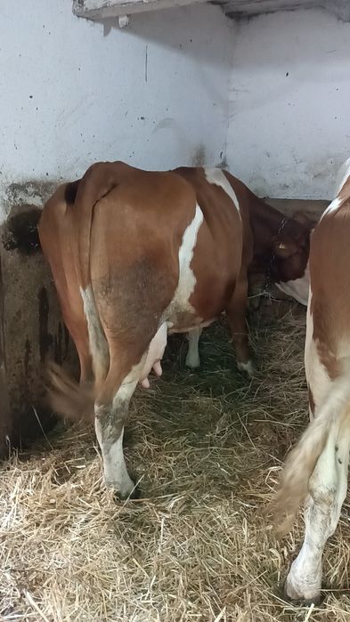 Vindem 3 vaci bălțate