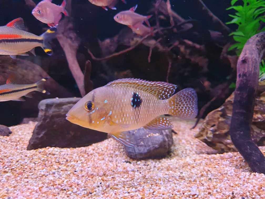 Geophagus. Ciclide. Schimburi cu alte obiecte de acvaristica