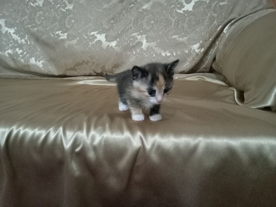 Отдадим симпатичного котенка.