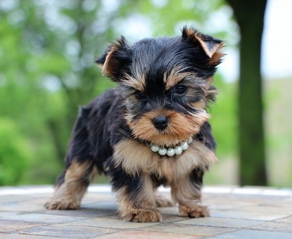 Yorkshire terrier talie mica