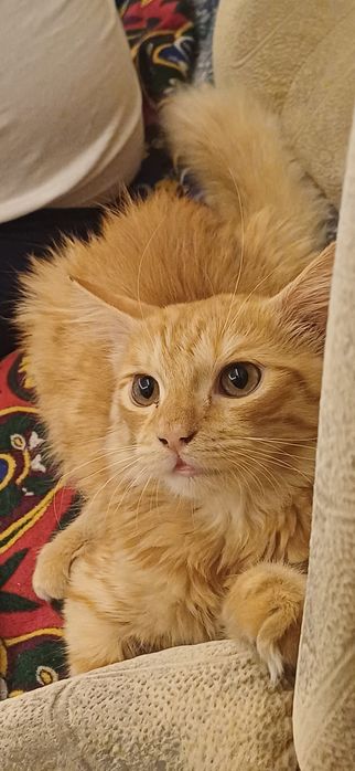 Мушу бор шундога берворама