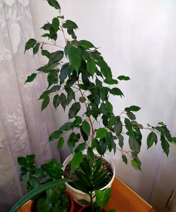 Фикус Бенджамина дерево комнатный цветок !!