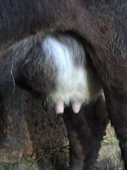 Vand vaca gestantă si cu lapte