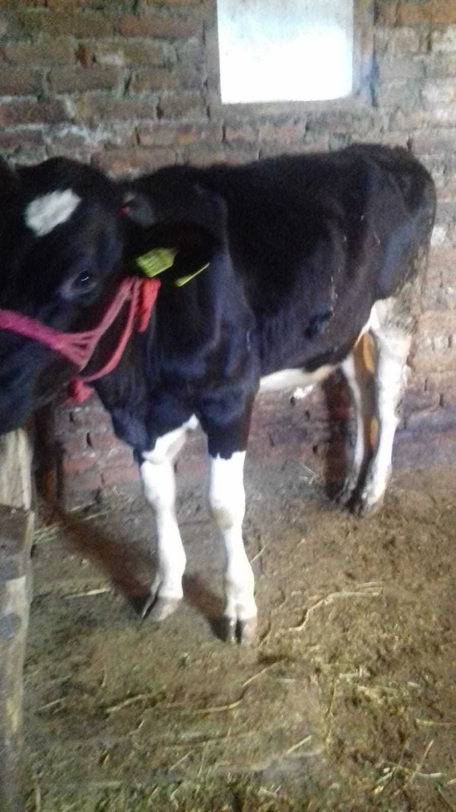 Vând vițică in vârstă de 7 luni