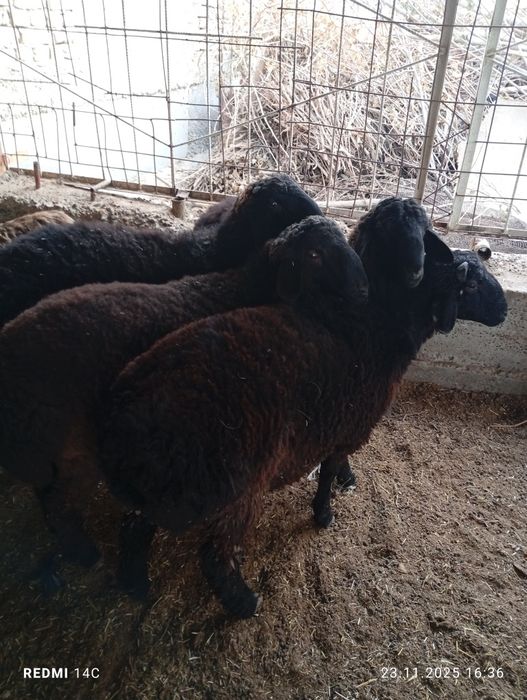 Кучкорлар сотилади тезда семиз сифатли йош хурон чиройли!