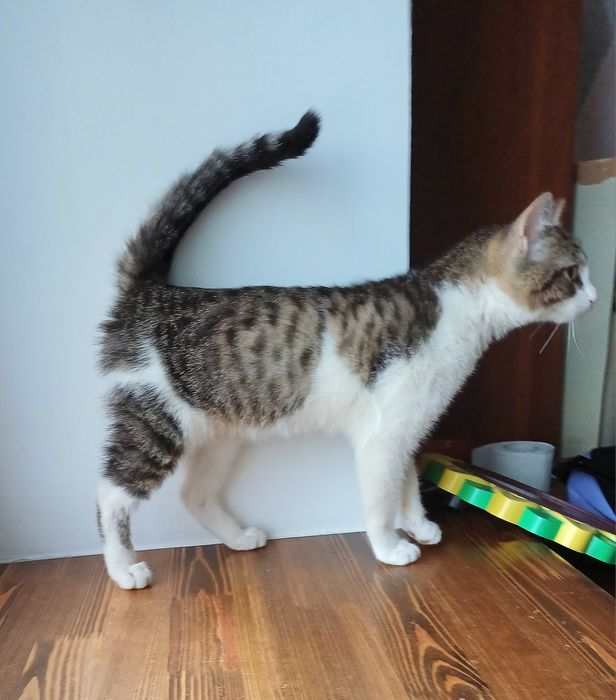 Котёнок Мурчик ищет свою семью