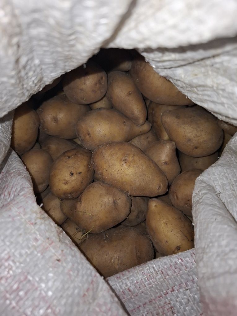 Продам картошку домашнюю.