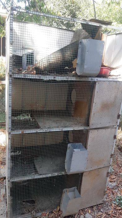 Quyon boqish uchun,quyon ini