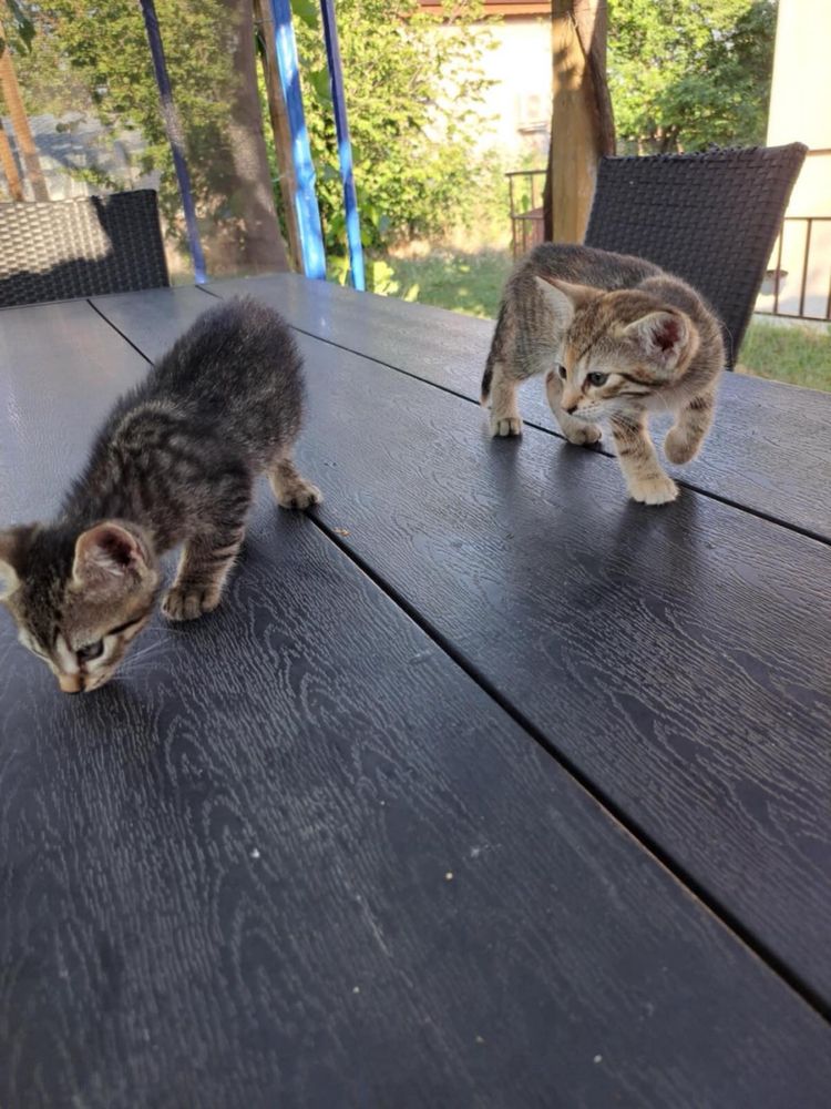 Подарявам котенца