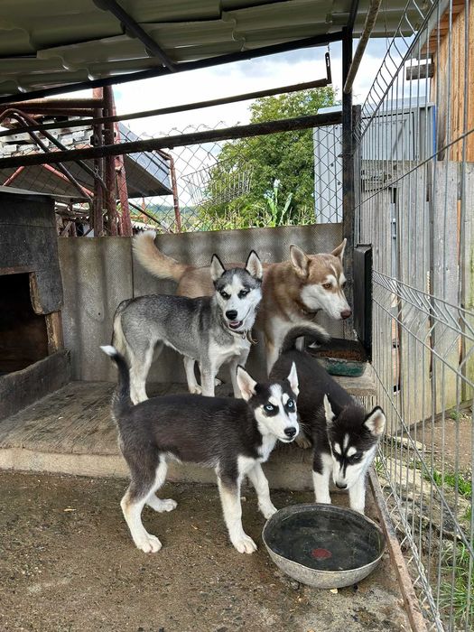 Husky Siberian femelă