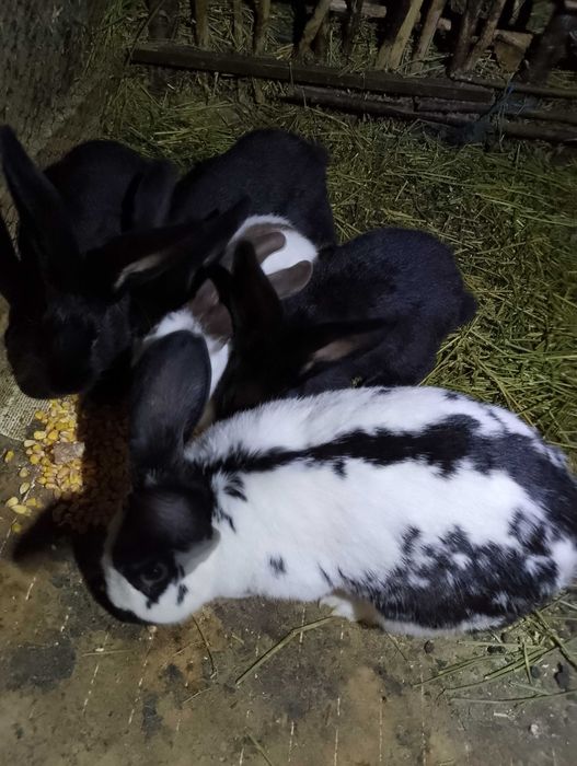 Vand iepuri de rasa fluture și berbec german