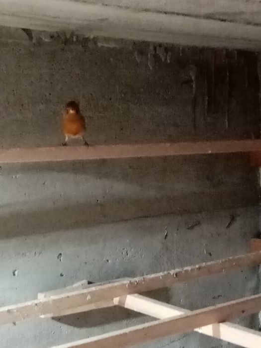 Vând canari timbrado