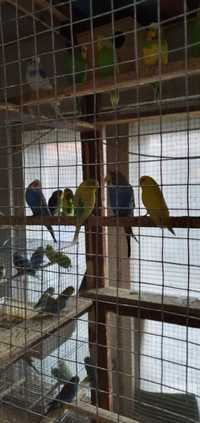 Vând Papagali Perusi pui