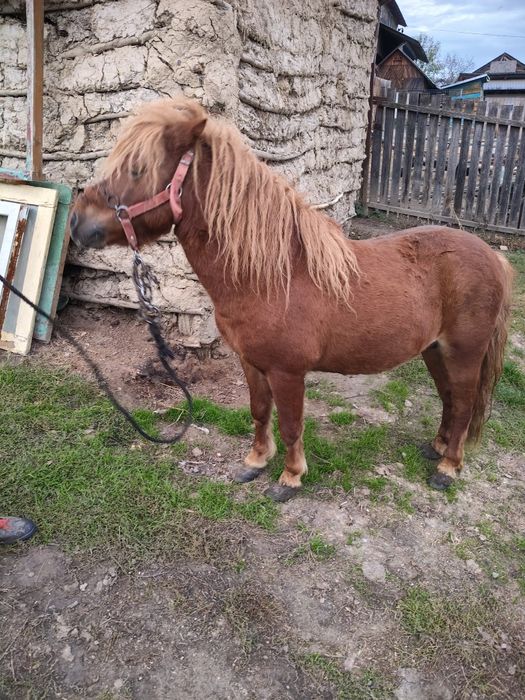 Vând urgent ponei armăsar foarte cuminte