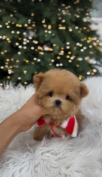 Maltipoo mini toy/Poodle -Pudel Toy