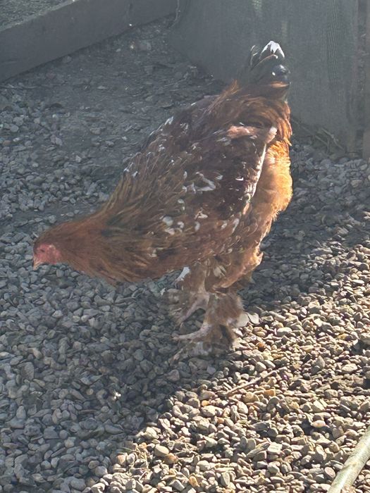 Vand gaini si cocosi