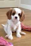 King Charles Cavalier de vanzare,extrem de frumos/transport