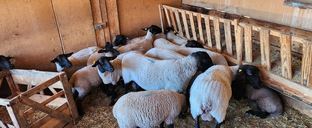 Oi si berbeci  suffolk cu pedigree!